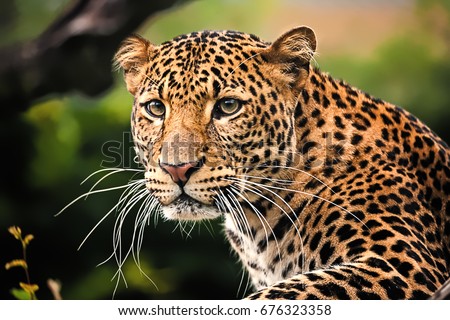 The portrait of Javan leopard
 Royalty-Free Stock Photo #676323358