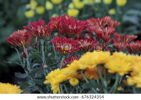 Beautiful colorful flowers in the garden, with an abstract background