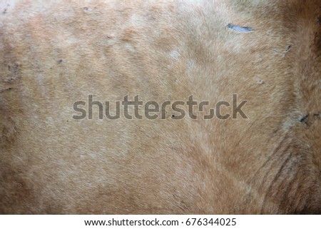 Horse in forest Africa,animal brown texture background.