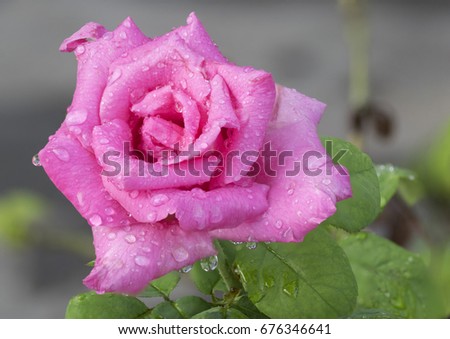 close up pink rose with water dew drop macro nature background wallpaper