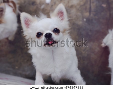 Chihuahua color white