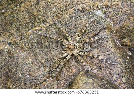 Image of River Huntress Spiders (Venatrix arenaris) on the rock. Insect Animal