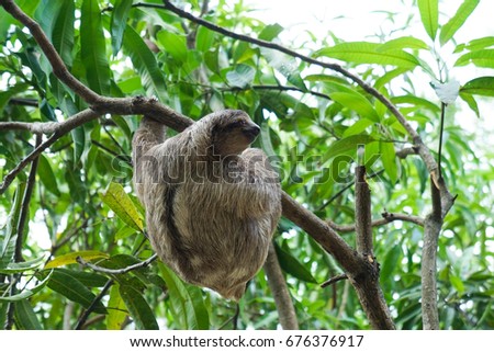 Sloths In Costa Rica Wildlife Rescue Volunteer Centre