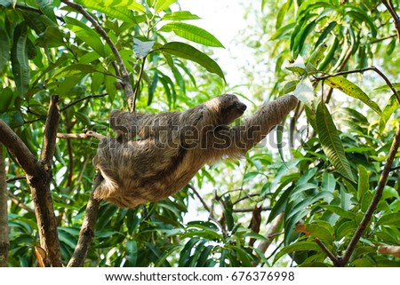 Sloths In Costa Rica Wildlife Rescue Volunteer Centre