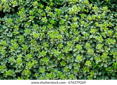 Texture from green plants. Greenery background