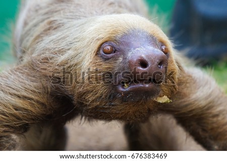 Old Sloth In Costa Rica