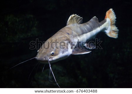 Redtail catfish (Phractocephalus hemioliopterus). Freshwater fish. Royalty-Free Stock Photo #676403488