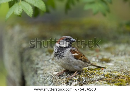 Sparrow in an urban jungle