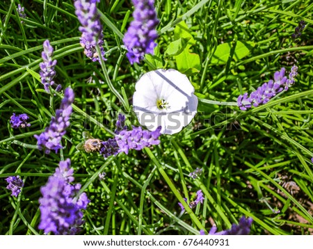 White flower between lavender.