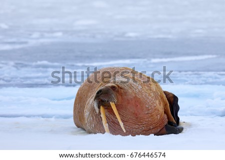 Walrus on cold ice with snow. Walrus, Odobenus rosmarus, stick out from blue water on white ice with snow, Svalbard, Norway. Winter landscape with big animal.