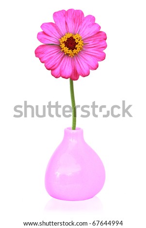 pink daisy flower in vase isolate on white.