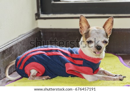 Small female chihuahua dog resting on foot wipes