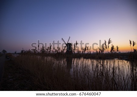 Reeds at the Kinderdijk