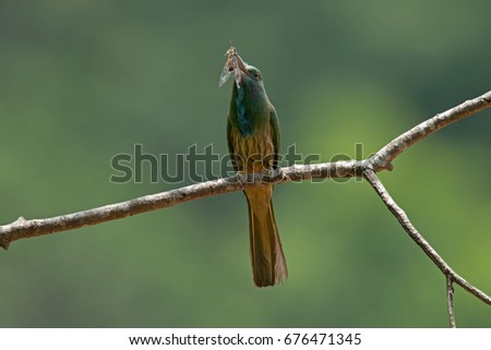 blue-bearded bee-eater (Nyctyornis athertoni) on breeding season in Khao Yai National Park, Thailand