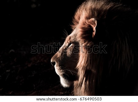 Male lion Royalty-Free Stock Photo #676490503