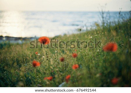 Poppy field, sunset, flowers                               