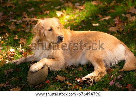 Having a day off, hanging at backyard! Golden Retriever Portrait in the nature with green nature