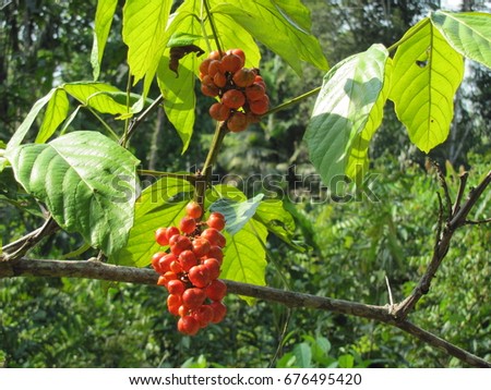 Guarana shrubs with fruits (Paullinia cupana (syn. P. crysan, P. sorbilis) Sapindaceae family. Amazon rainforest, Brazil Royalty-Free Stock Photo #676495420