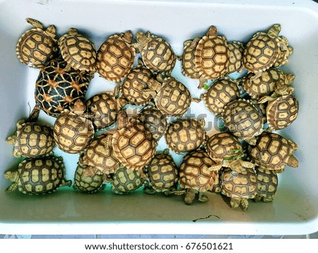 turtle Newborn sulcata