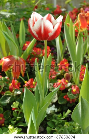 Red mix White Tulips flower