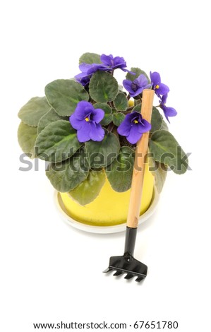 Beautiful Violet Flower in Ceramic Pot with Rake Isolated on White Background