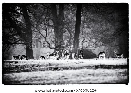 Vintage black and white photo of large group of fallow deer doe in misty forest meadow.