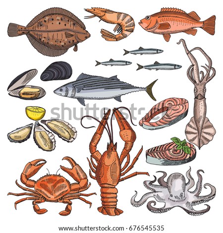 Illustrations of sea food products for gourmet menu. Vector pictures of squid, oyster and different fishes