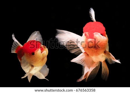 Two goldfish are isolated on black background
