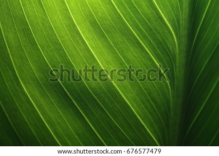 Green Leaf Texture background with light behind. Royalty-Free Stock Photo #676577479