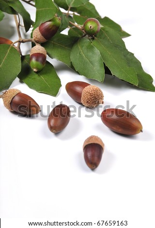 picture of mature acorns and oak leaves with white bottom