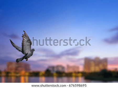 Bird or Pigeon is flying on city twilight background