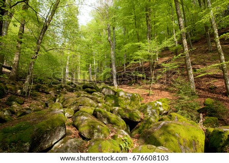 Forest, Czech republic