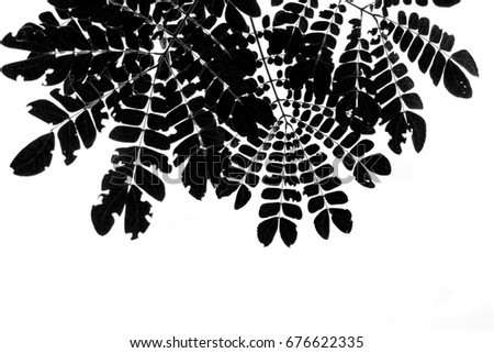 leaf on black and white background