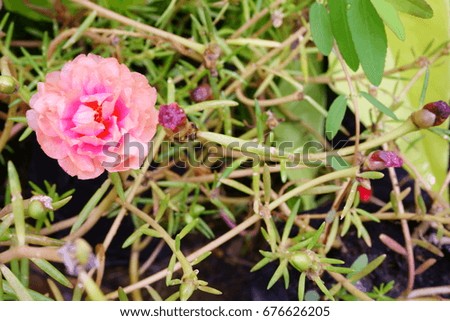 Common Purslane, Verdolaga, Pigweed, Little Hogweed or Pusley, Pink flower