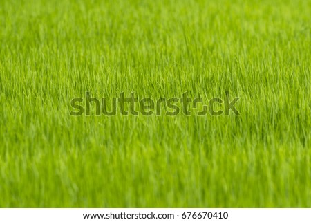 Bright green field at thailand