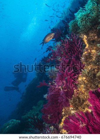 coral and diver