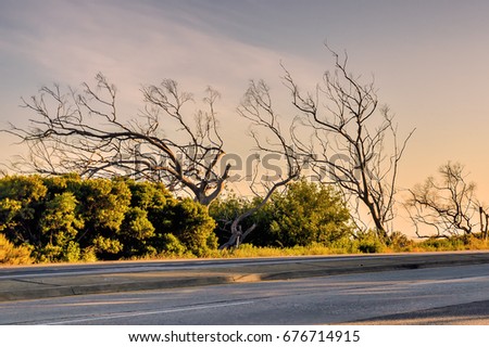 Bare burnt trees near the Pacific Coast highway after a wild fire in Malibu California Royalty-Free Stock Photo #676714915