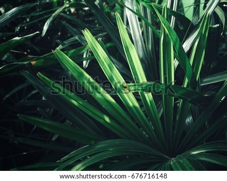 Palms leaves