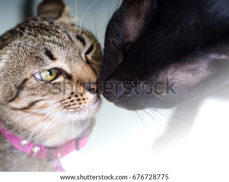 Two lovely cats kissing together, tender, love and friendship on white fairly dream, flare background