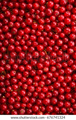 Close-up picture of a delicious, ripe and bright red currant in an upright position. Currant different shades of bright red color.  Juicy, raw, fresh, tasty, healthy, nutritious concept.