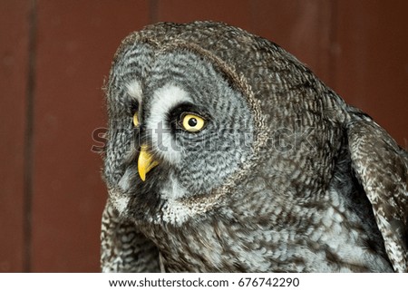 Eagle Owl with big eyes
