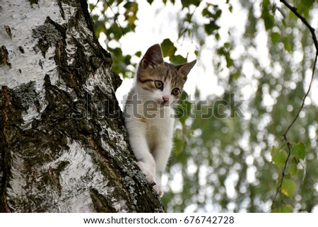 Cat on a tree Royalty-Free Stock Photo #676742728
