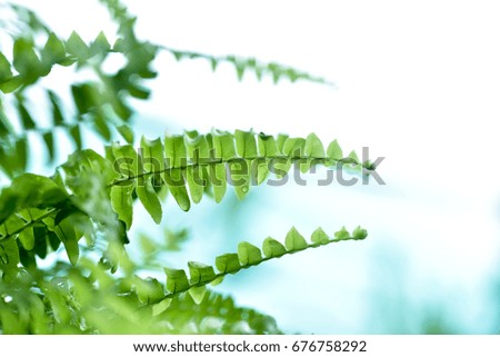 Freshness Green leaf of Fern on light background, shallow dept of field.