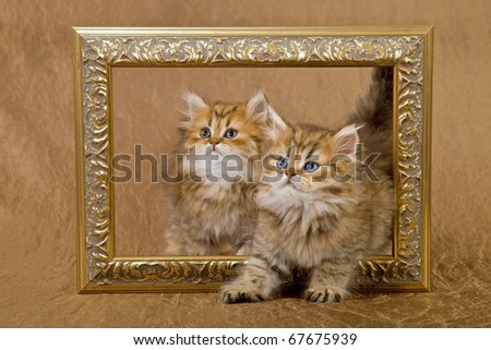 Chinchilla Persian kittens walking through picture frame