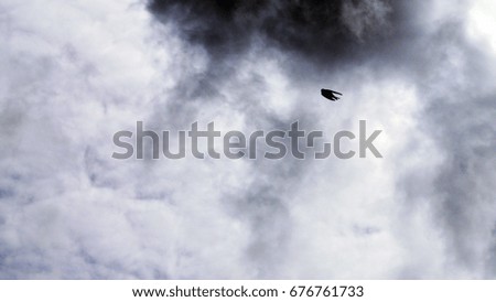 Swallow flying during storm, Mystic atmosphere