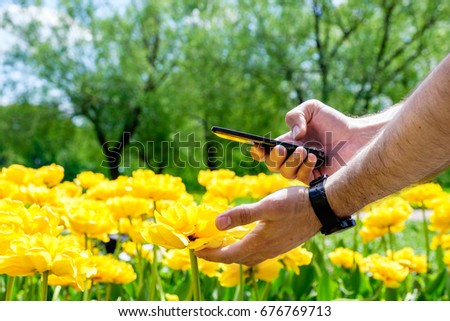 men using smartphone take a photo yellow flower tulips
