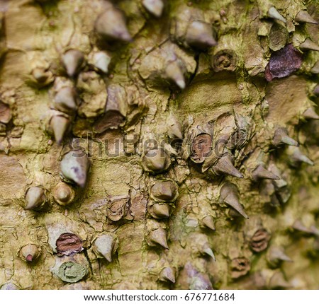 Bark background of Hura crepitans tree close up.