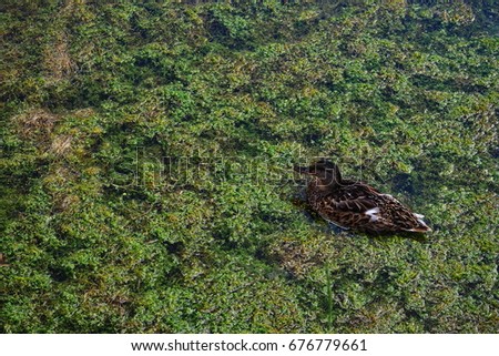 Duck in the river with seaweeds