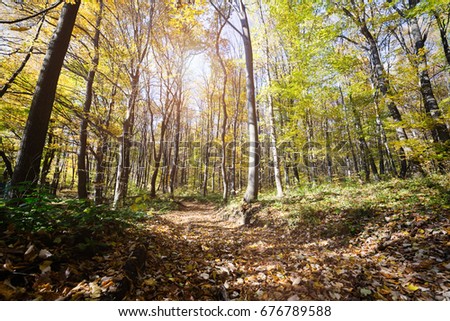 Picture of colourful forest path in fall