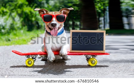 jack russell terrier dog  riding a skateboard as a skater , with sunglasses in summer vacation